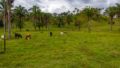 cows in the meadow in Venezuela