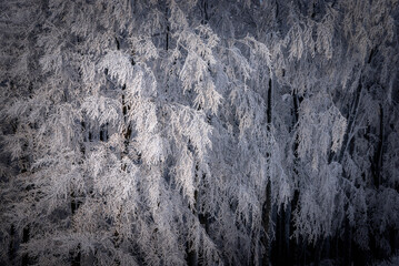 View of snowy beech tree branches in winter