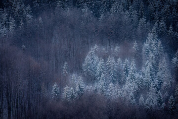 Mixed snowy forest