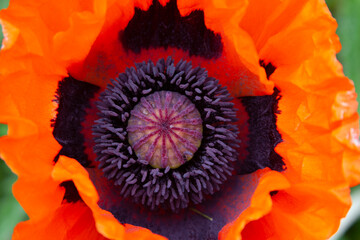 Macro image of an orange Oriental Poppy pistil