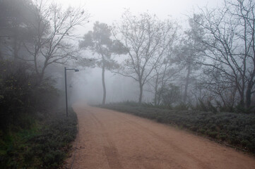 Obraz na płótnie Canvas road in the mist