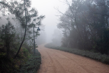morning in the forest