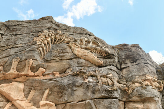 The bones and body of a dinosaur excavated on a rock