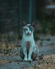 Obraz premium Retrato de gato