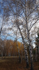 birch grove golden warm autumn