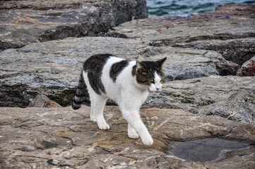 white cat on the beach
