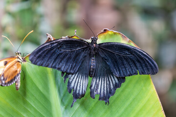 A beautiful large colorful butterfly in its natural habitat.