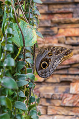 A beautiful large colorful butterfly in its natural habitat.