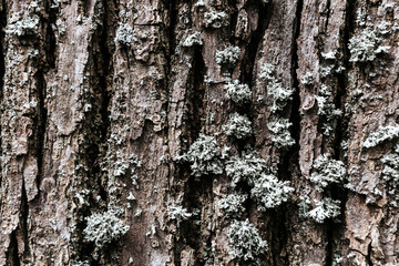 background of tree bark covered with moss. bark texture close up