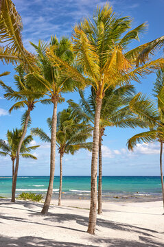 Beautiful Caribbean beach with coconut palm trees on a sunny day, Mexico.