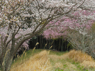 春の野山　桜の並木と畦道