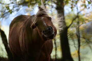 Naklejka premium Frieda im Wald. Schönes goldenes Pferd im Herbstwald