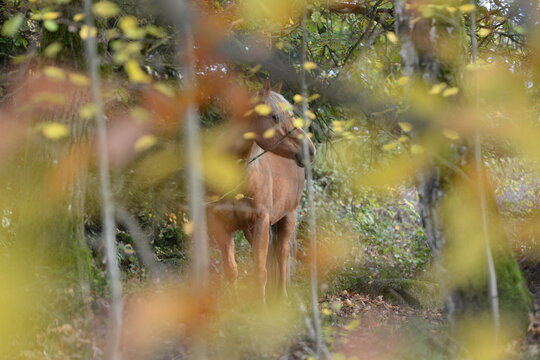 Frieda im Wald. Sch&ouml;nes goldenes Pferd im Herbstwald