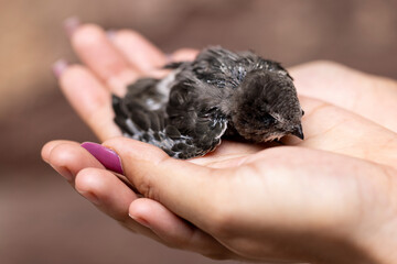 Helpless swift chick on the palm of the hand