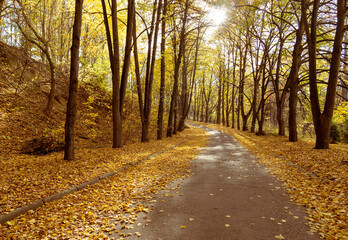 Long asphalt road between trees. The sun shines brightly from above over long dark trees. Beautiful autumn botanical garden. Golden autumn. Lots of yellow autumn foliage