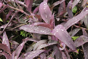 Purple leaves in the rain, water drops on the leaves (Tradescantia pallida purpurea)