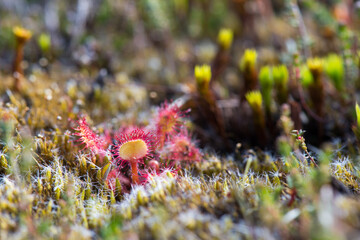 Sundews in free nature