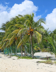 Coconut palm trees - Mexico