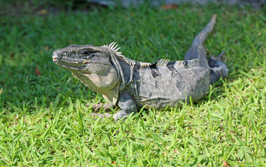 Gray iguana on grass - Mexico