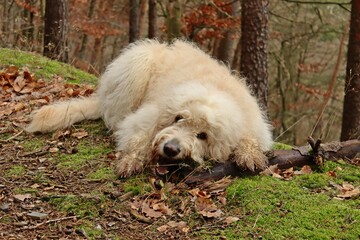 Goldendoodle mit großem Stock.
