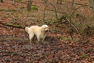 Goldendoodle in Wildschweinsuhle im Nationalpark Kellerwald