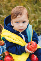 Fototapeta na wymiar Adorable toddler boy picking and eating fresh organic red apples in an orchard. Harvesting apples.