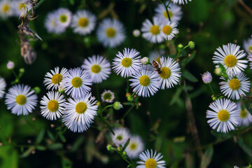 Close up blooming bushy aster white wild flowers growing on the meadow and bee on its petals