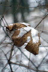 Dried leaf covered with snow stuck in the branches