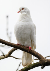 Rock dove or common pigeon or feral pigeon in Kelsey Park, Beckenham, Greater London. A white dove (pigeon) sitting on a branch in Kelsey Park, Beckenham, Kent. White dove (Columba livia), UK.