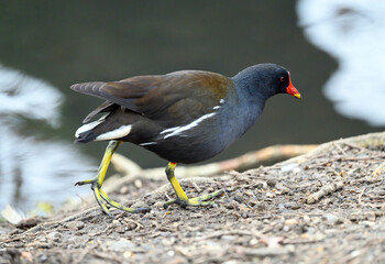 Moorhen in Kelsey Park, Beckenham, Greater London. A moorhen is running by the side of the lake....