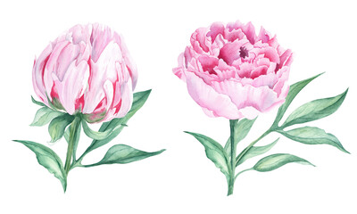 Pink peony flowers set. Hand drawn watercolor botanical illustration isolated on white background. Can be used for greeting cards, bouquets, wedding invitations design, textile prints.