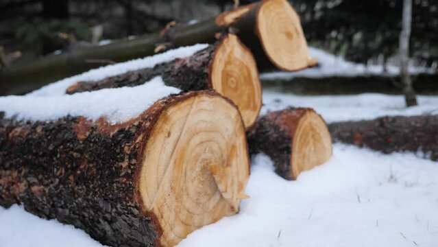Close up of end of cut tree branches wood winter snow christmas nature outdoor