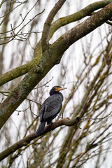 A cormorant in a tree in Kelsey Park, Beckenham, Greater London. Cormorant (Phalacrocorax carbo), UK.