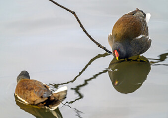 Moorhens in Kelsey Park, Beckenham, Greater London. The moorhens in the lake looking at each other....