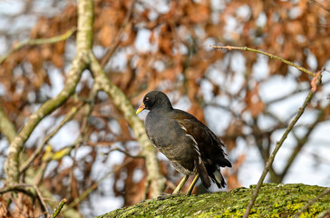 Moorhen in Kelsey Park, Beckenham, Greater London. A moorhen is standing on a branch with red...