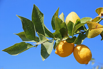 Branch with lemon on blue sky - California