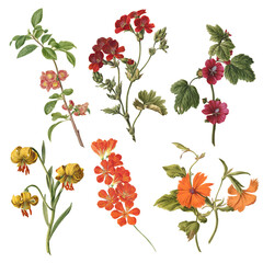 Botanical illustration of different types of flowers on a white background © Alejandro