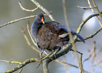 Moorhen in Kelsey Park, Beckenham, Greater London. A moorhen is standing on a branch with the lake behind. Moorhens are common in Kelsey Park, Beckenham, Kent. Common moorhen (Gallinula chloropus), UK