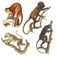Botanical illustration of different types of monkeys on a white background
