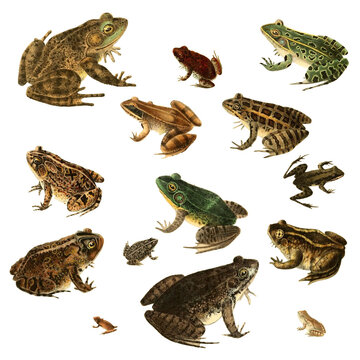 Botanical illustration of different types of frogs on a white background