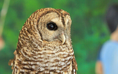Barred owl portrait