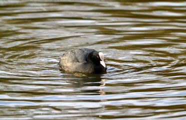 Coot in Kelsey Park, Beckenham, Greater London. The coot is swimming on the lake. Coots are common in Kelsey Park, Beckenham, Kent. Coot (Fulica atra), UK.