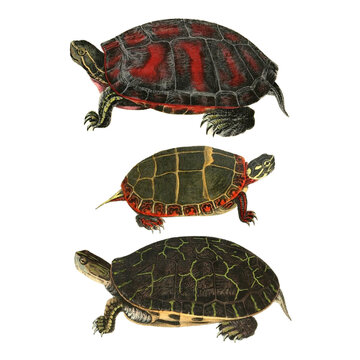 Botanical illustration of different types of turtles on a white background