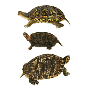 Botanical illustration of different types of turtles on a white background