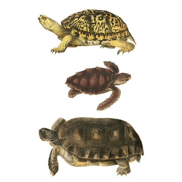 Botanical illustration of different types of turtles on a white background