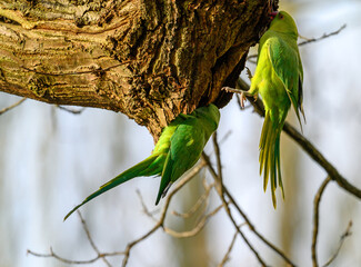 Ring-necked parakeets in Kelsey Park, Beckenham, Kent. The green parakeets are sitting on a branch....