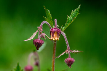 Geum rivale water avens wild flowering plant, purple red and yellow flowers in bloom
