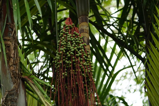 Oenocarpus bacaba is an economically important monoecious fruiting palm native to the Amazon Rainforest, which has edible fruits.