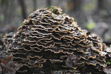 many mushroom parasites that grow on a tree or a stump Trametes versicolor