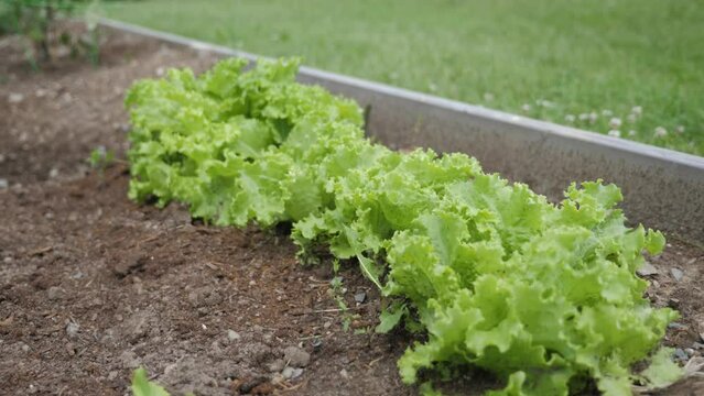 Slowmotion lettuce in homemade garden green leaf nature soil
